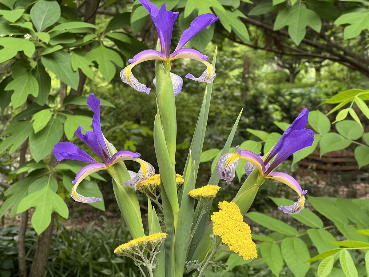 Kim Todd (@byf_kim) on Twitter photo <a href="/BYFUNL/">Backyard Farmer</a> #plants of the week #Fontanelle spuria iris with strong vertical foliage set off with flat-topped gold Moonshine yarrow. Color jump from iris falls to yarrow. Both in the #BYFGarden and on <a href="/NebPublicMedia/">Nebraska Public Media</a> tonight <a href="/UNL_IANR/">Institute of Agriculture and Natural Resources</a> <a href="/UNLScottEvans/">Scott Evans</a> #NebExt <a href="/BYFUNL/">Backyard Farmer</a> #plants of the week #Fontanelle spuria iris with strong vertical foliage set off with flat-topped gold Moonshine yarrow. Color jump from iris falls to yarrow. Both in the #BYFGarden and on <a href="/NebPublicMedia/">Nebraska Public Media</a> tonight <a href="/UNL_IANR/">Institute of Agriculture and Natural Resources</a> <a href="/UNLScottEvans/">Scott Evans</a> #NebExt