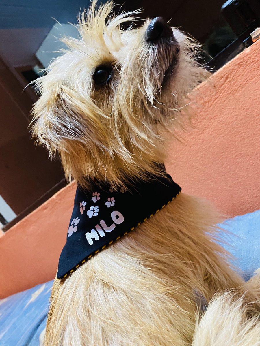 mializ33's tweet photo. @nisseiparaguay Él es Milo.. parece pariente de Lolo 🙈 https://t.co/wtea7nkQZL