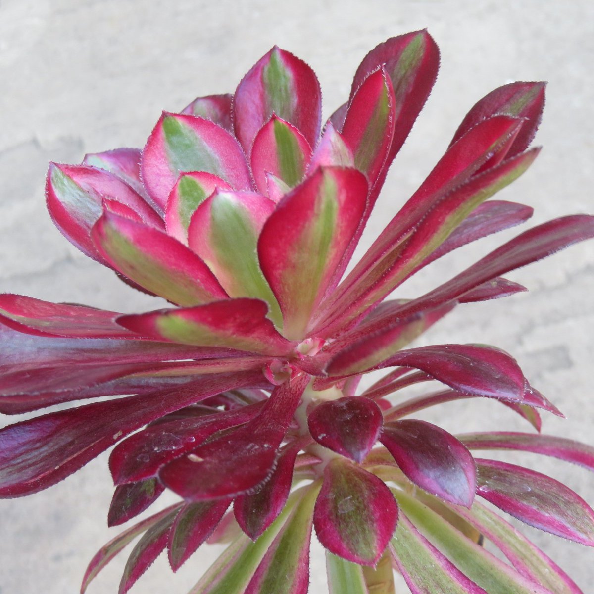 Offsets growing on Aeonium 'Chanel'  #aeonium #succulents