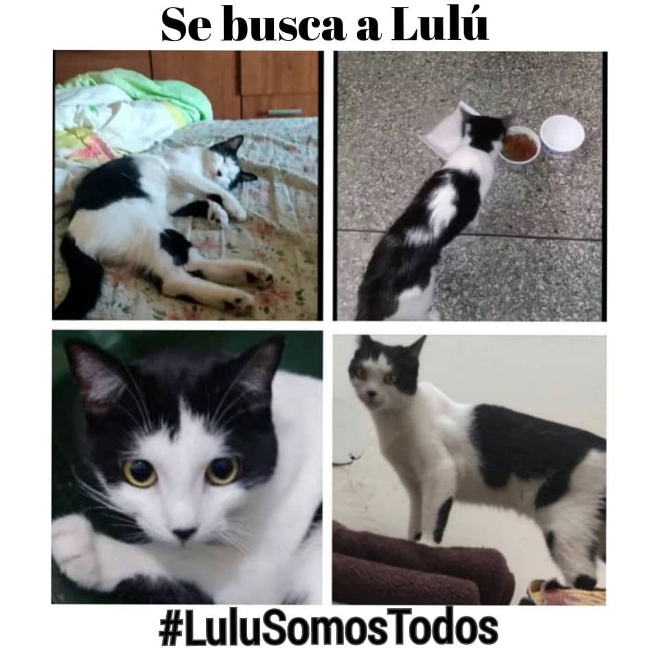 #29May #LuluSomosTodos , un caso no atendido porque "es solo un animal". Insistiré por la #Justicia y continuaré por recuperarte. Insignificante para ellos pero NO para su #Familia. Safari #Carabobo, Llama! 0412 0337999 o DM en X <a href="/NuriTrejo/">Nutrecajo</a>.