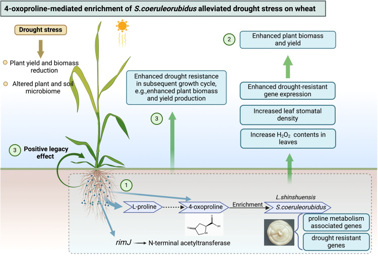 Prof Brajesh Singh (@prof_braj_singh) on Twitter photo New paper from lab 'Drought-induced plant microbiome and metabolic enrichments improve drought resistance'
in <a href="/cellhostmicrobe/">Cell Host & Microbe</a> of <a href="/CellPressNews/">Cell Press</a>
led by our superstar PhD student Jiayu Li with <a href="/hongweiliu10/">Dr Hongwei Liu</a> <a href="/ManuDelBaq/">ManuDelgadoBaquerizo</a> <a href="/wang_juntao/">Juntao WANG</a> & others
sciencedirect.com/science/articl… New paper from lab 'Drought-induced plant microbiome and metabolic enrichments improve drought resistance'
in <a href="/cellhostmicrobe/">Cell Host & Microbe</a> of <a href="/CellPressNews/">Cell Press</a>
led by our superstar PhD student Jiayu Li with <a href="/hongweiliu10/">Dr Hongwei Liu</a> <a href="/ManuDelBaq/">ManuDelgadoBaquerizo</a> <a href="/wang_juntao/">Juntao WANG</a> & others
sciencedirect.com/science/articl…