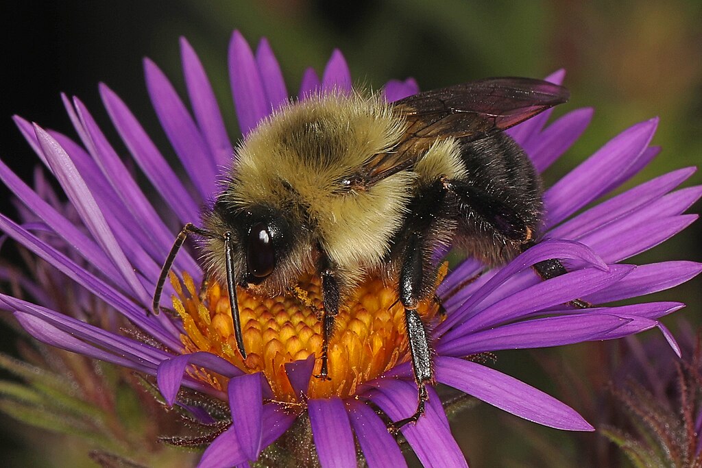 Dr. Dolittle (@drdoscienceblog) on Twitter photo Discovered by accident - Find out how queen bumblebees can hibernate underwater: lifelinesblog.com/2025/05/29/dis…
#animals #science #nature #environment #flooding <a href="/APSPhysiology/">American Physiological Society</a> <a href="/APS_CEPS/">APS Comparative and Evolutionary Physiology</a> Discovered by accident - Find out how queen bumblebees can hibernate underwater: lifelinesblog.com/2025/05/29/dis…
#animals #science #nature #environment #flooding <a href="/APSPhysiology/">American Physiological Society</a> <a href="/APS_CEPS/">APS Comparative and Evolutionary Physiology</a>