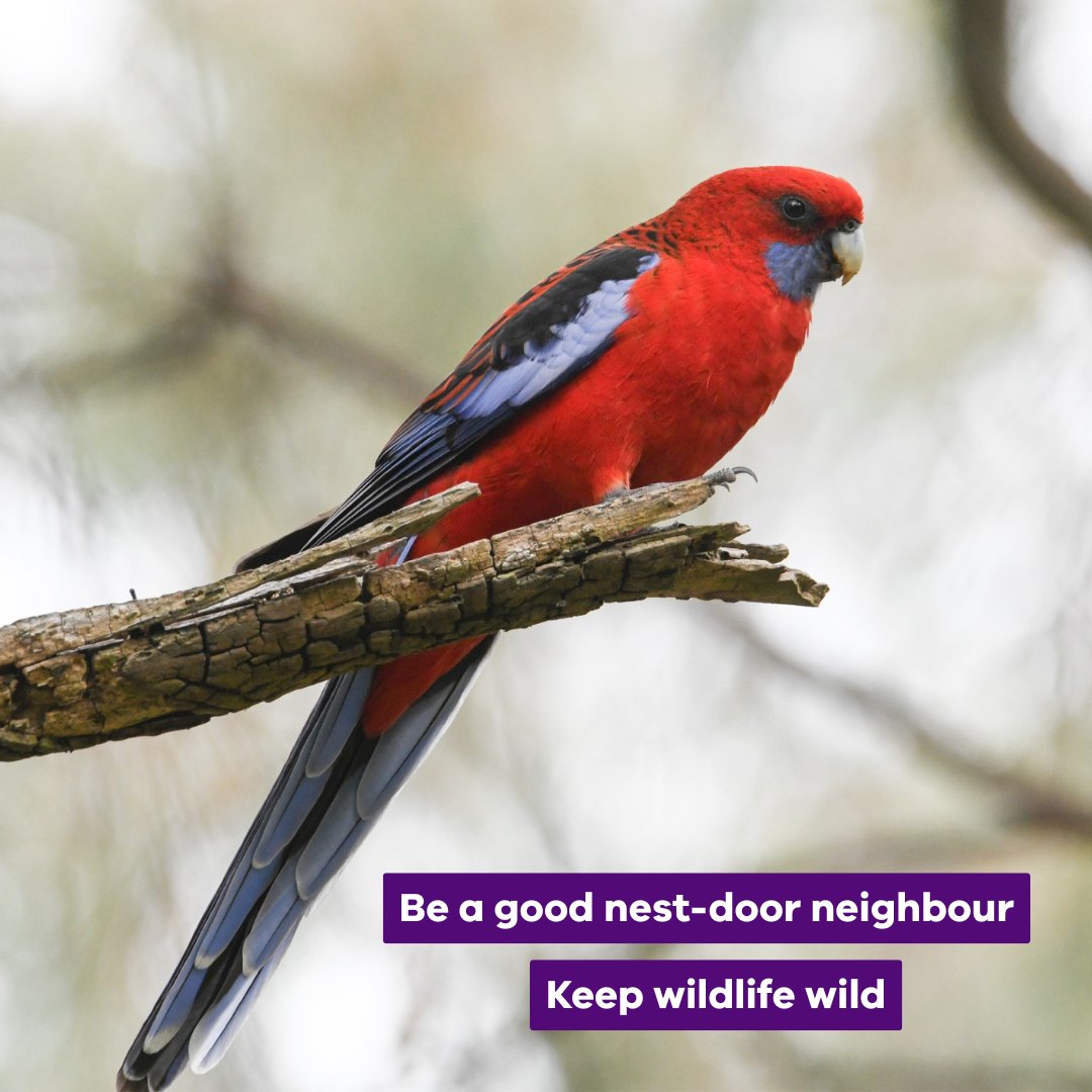 Tomorrow is World Parrot Day! 
Sadly, many face risks driven by well-meaning Aussies feeding wild parrots foods such as bread, causing disease, malnutrition, aggression &amp; dependence on humans. Please let them forage, they’ll be much healthier. 
For more: bit.ly/4jcFY0V