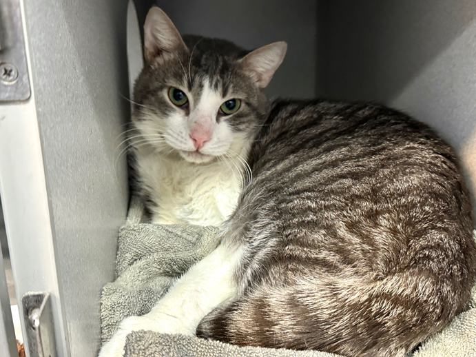 NYCDEATHROWCATS's tweet photo. THERE ARE 29 ANIMALS (9 CATS &amp; 20 DOGS)  AT RISK FOR SATURDAY 05/31/25 DEADLINE IS NOON. PLEASE SHARE, FOSTER, ADOPT, TAG FRIENDS, POST TO SOCIAL MEDIA SITES, PLEDGE TO  HELP SAVE THEIR LIVES. NEW PHOTOS. https://t.co/Rt2PL8RaPy https://t.co/HUoXF1tJEz