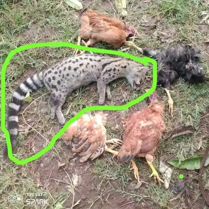 How do you call this animal? Unlike the mongoose, it does not eat the entire chicken, 
It bites the throat and sucks all the blood from the chicken and leaves the rest of the flesh.
It can squeeze itself through a very tiny opening.