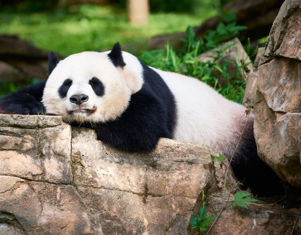 Liz Collins (@wwesprincipal1) on Twitter photo Our Kinders are off to visit The National Zoo to observe & learn a bit more about all the animals housed there! Thanks to all of the caregivers who chaperoned!🎉<a href="/MCPSTitleI/">MCPS Title I Programs</a> <a href="/CSconnect_MCPS/">MCPS Community Schools Team</a> @Director_OSSI Our Kinders are off to visit The National Zoo to observe & learn a bit more about all the animals housed there! Thanks to all of the caregivers who chaperoned!🎉<a href="/MCPSTitleI/">MCPS Title I Programs</a> <a href="/CSconnect_MCPS/">MCPS Community Schools Team</a> @Director_OSSI