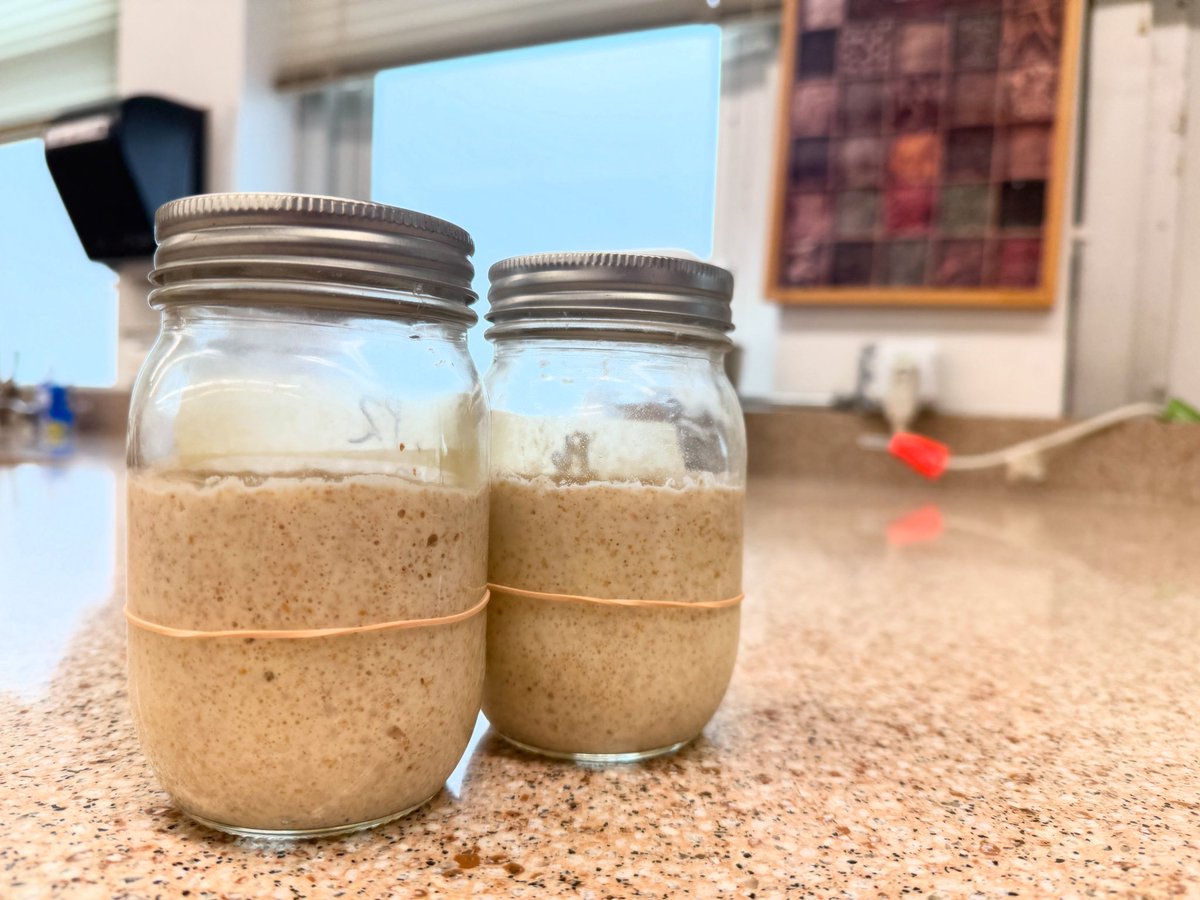 Clint Yeastwood and Bad Bready are just about there…float test was semi-positive this morning which means next week we bake with them!! If you would like some of our sourdough starter, comment on this post!