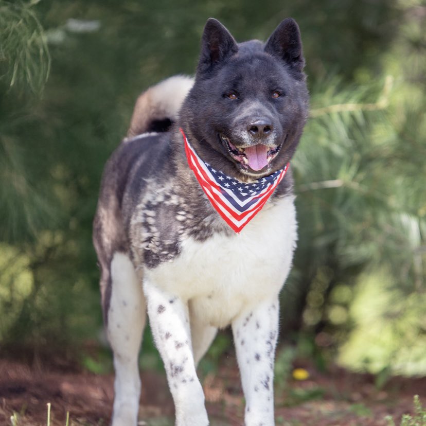 HomewardPetsNJ's tweet image. How handsome is Romeo! This 1.5 year old stunner is looking for a forever home. Romeo is a higher-energy pup who is friendly with people but prefers to be the only pet in the home.
📍 Blackwood, NJ