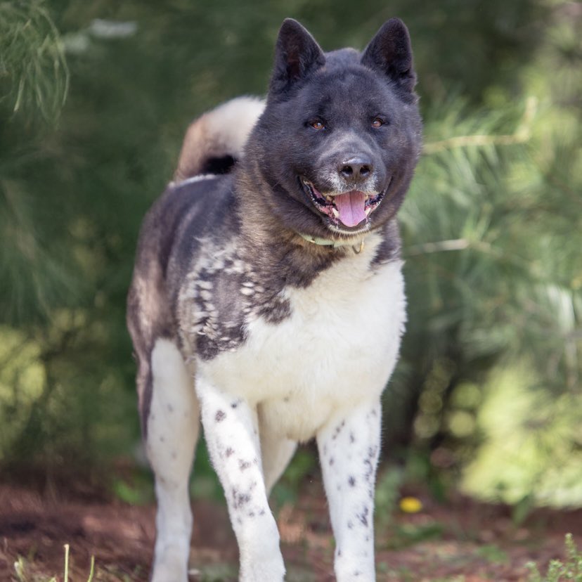 HomewardPetsNJ's tweet image. How handsome is Romeo! This 1.5 year old stunner is looking for a forever home. Romeo is a higher-energy pup who is friendly with people but prefers to be the only pet in the home.
📍 Blackwood, NJ