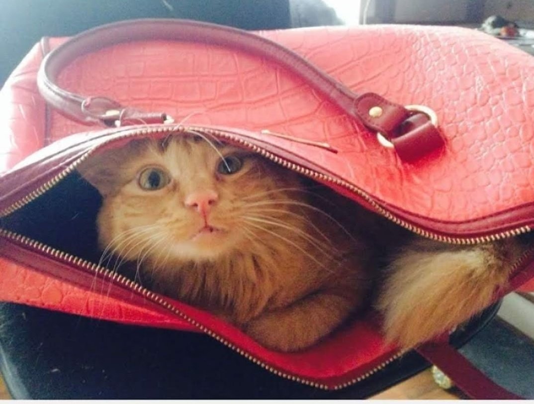 <a href="/Tiofelino/">Tio Felino (Leo)</a> #Cato mi nieto gatuno!
Precioso!!
❤️