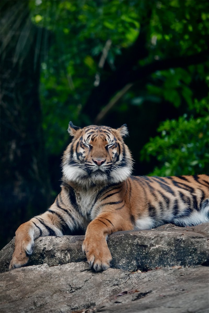 😇
#上野動物園　#スマトラトラ #全日本動物の正面顔大好き部