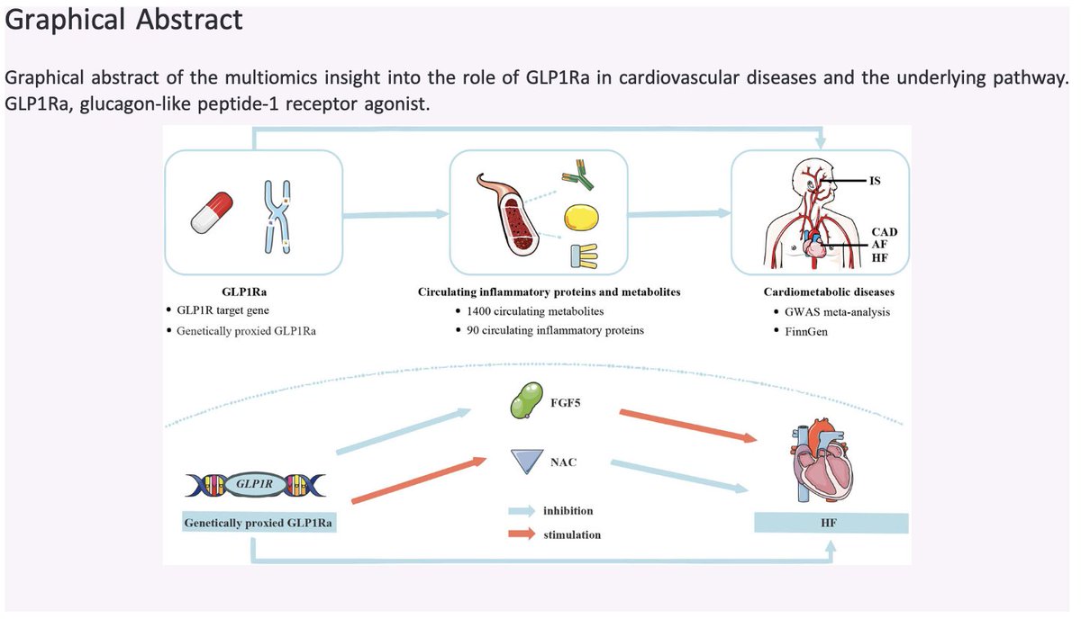 HFAPresident (@hfa_president) on Twitter photo Multiomics Mendelian randomization study from the <a href="/ESCHeartFailure/">ESC Heart Failure Journal</a> provides insight into how #GLP1Ra may reduce #HF risk:
🔷️Influences 27 inflammatory proteins & 146 metabolites
🔷️Anti-HF effect may be mediated via:
📌⬇️Fibroblast growth factor 5
📌⬆️N-acetylglycine
More🔗: Multiomics Mendelian randomization study from the <a href="/ESCHeartFailure/">ESC Heart Failure Journal</a> provides insight into how #GLP1Ra may reduce #HF risk:
🔷️Influences 27 inflammatory proteins & 146 metabolites
🔷️Anti-HF effect may be mediated via:
📌⬇️Fibroblast growth factor 5
📌⬆️N-acetylglycine
More🔗: