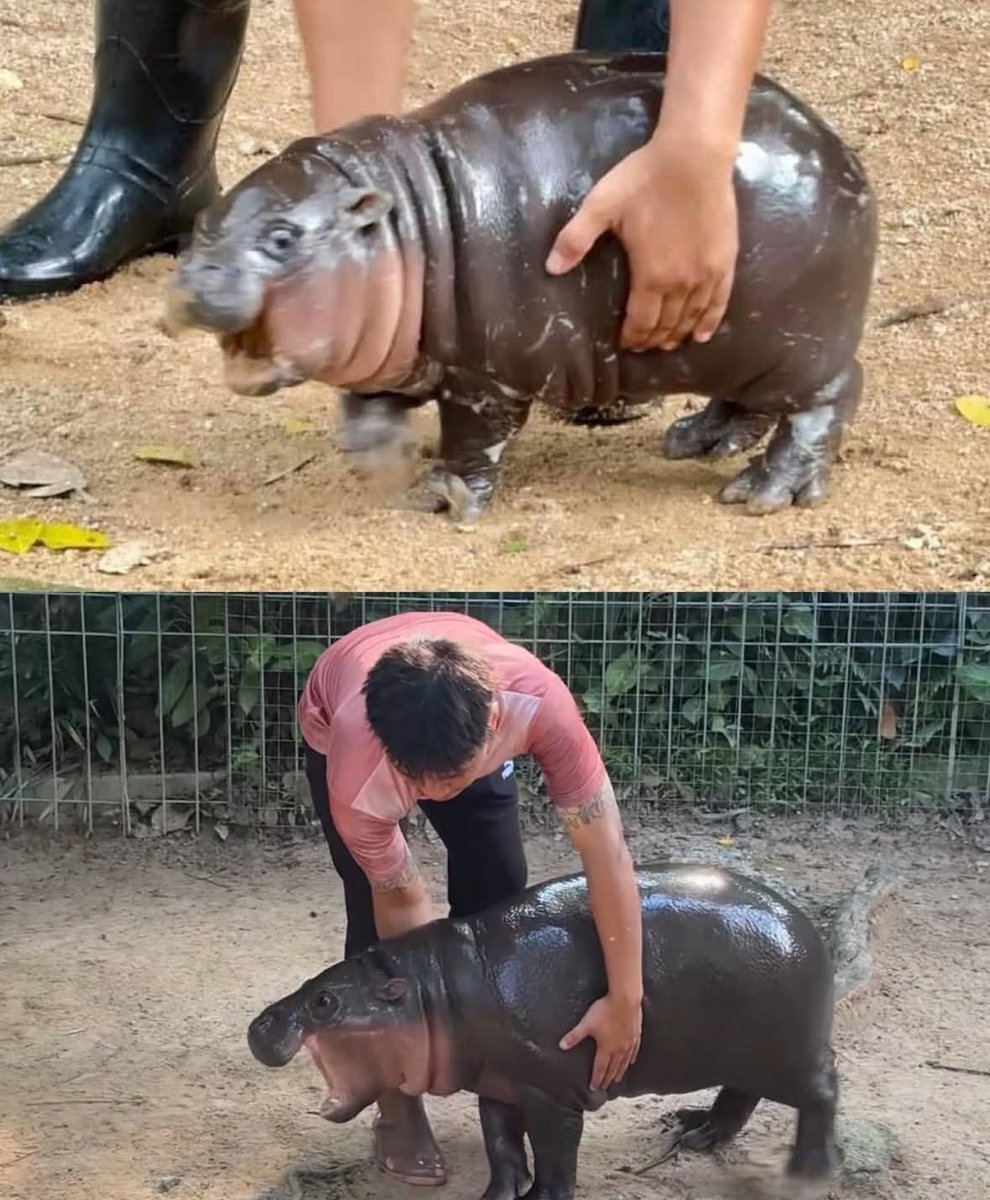 Moo deng is grown up so fast  🥹