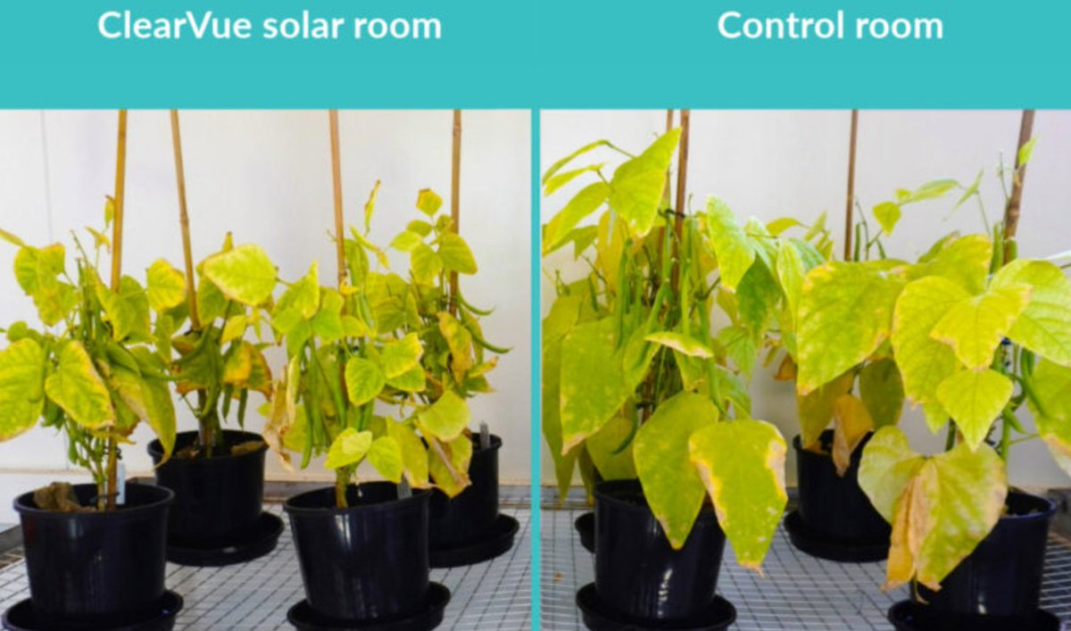 Imagine greenhouses that grow food and generate clean energy, save water, &amp; boost yields.

Check out <a href="/ClearVuePV/">ClearVue PV</a> greenhouse at Murdoch Uni in Western Australia. The difference is crazy!!

ClearVue’s solar glass has the potential to be a game-changer for the greenhouse market