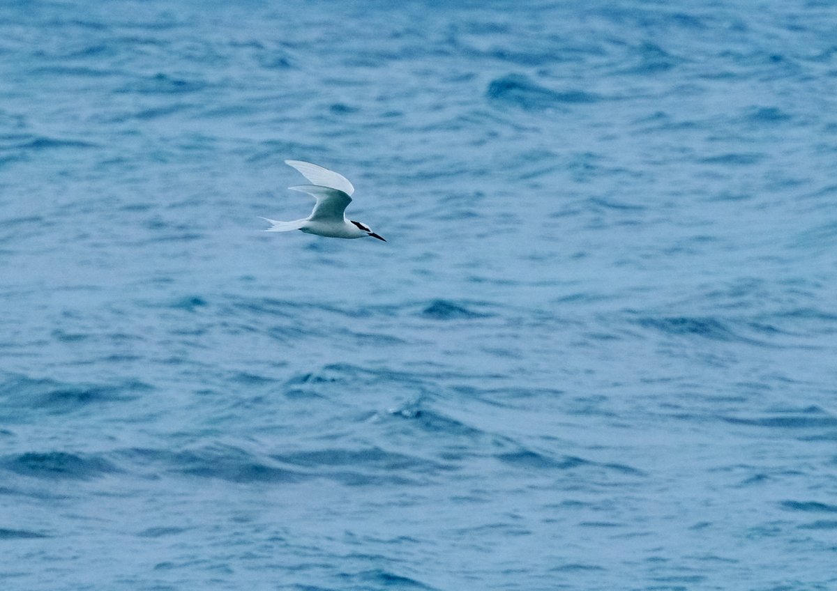 MFCHIIU's tweet photo. 😊~
蒼燕鷗  
Black-naped Tern 
エリグロアジサシ https://t.co/RqWFR0jR0G