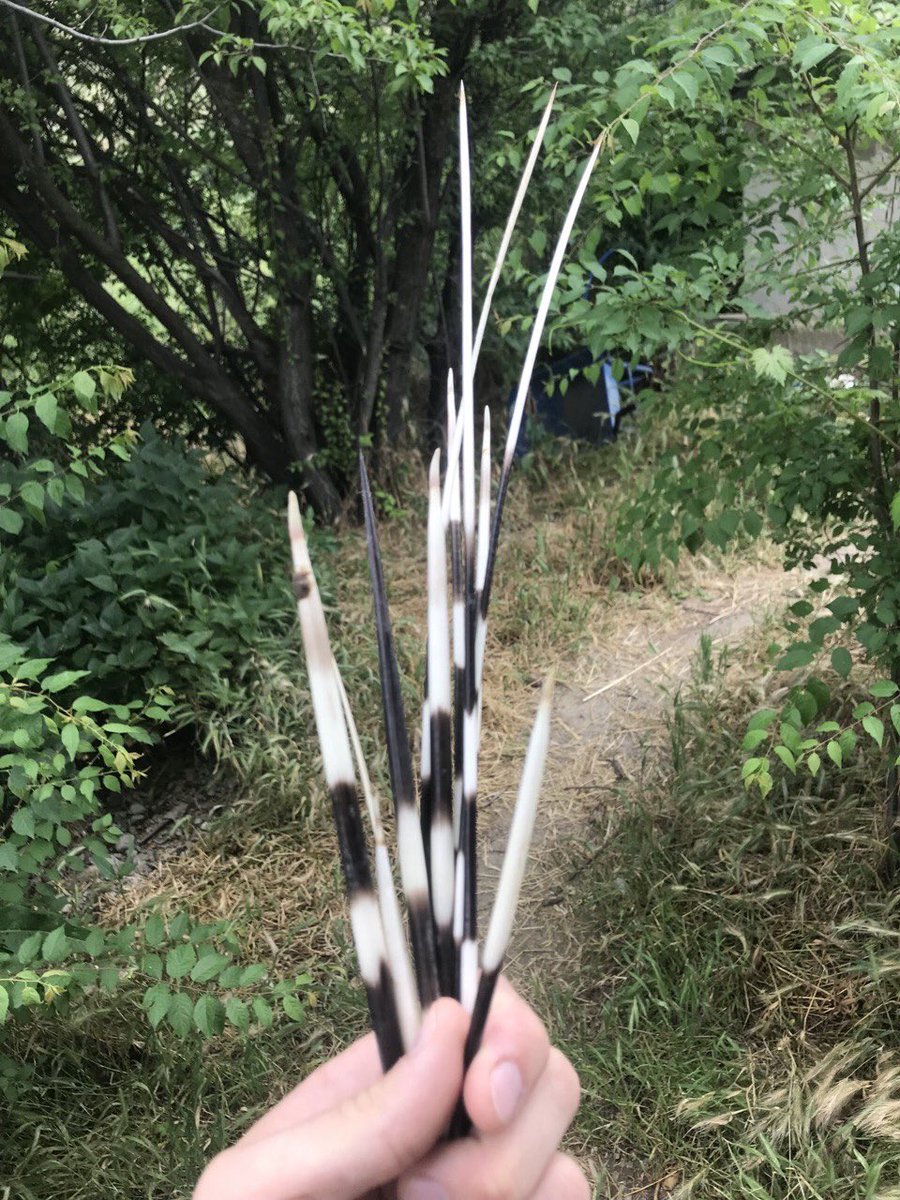 Воть, зацените иголки дикобраза)
Прикольно, когда по дачам шатаюся не только кошки, собаки и шакалы, а еще и такие вот копатычи (они ходят тут корешки у дачников выкапывают)