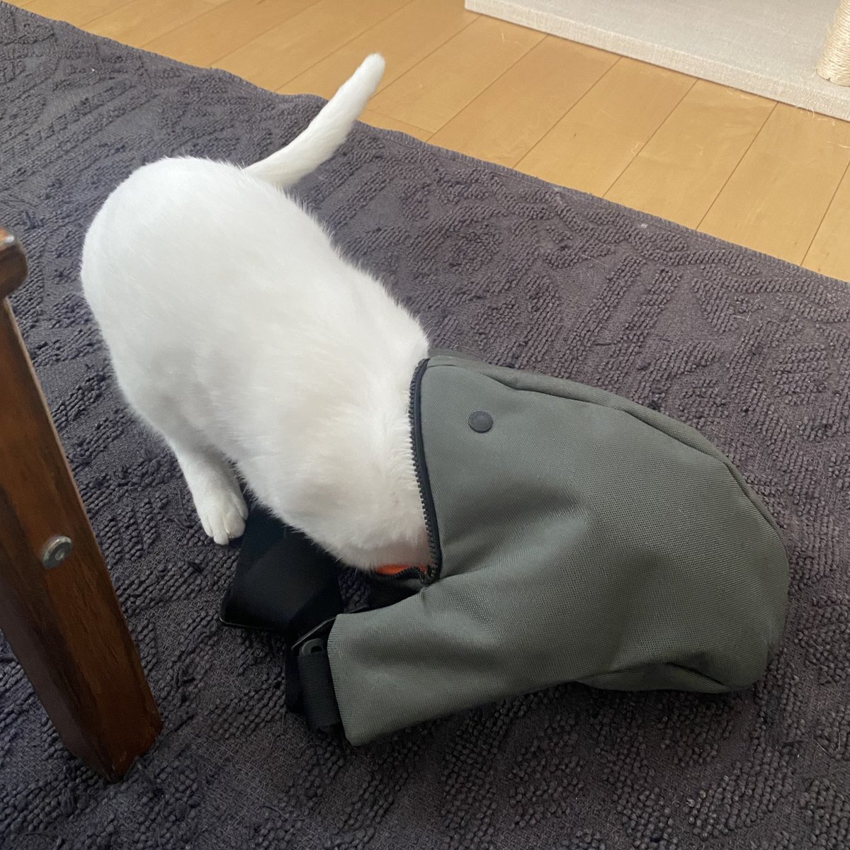 shisshi_s's tweet photo. 食べられる猫ちゃん #setodesign https://t.co/7GyHGD7RNH