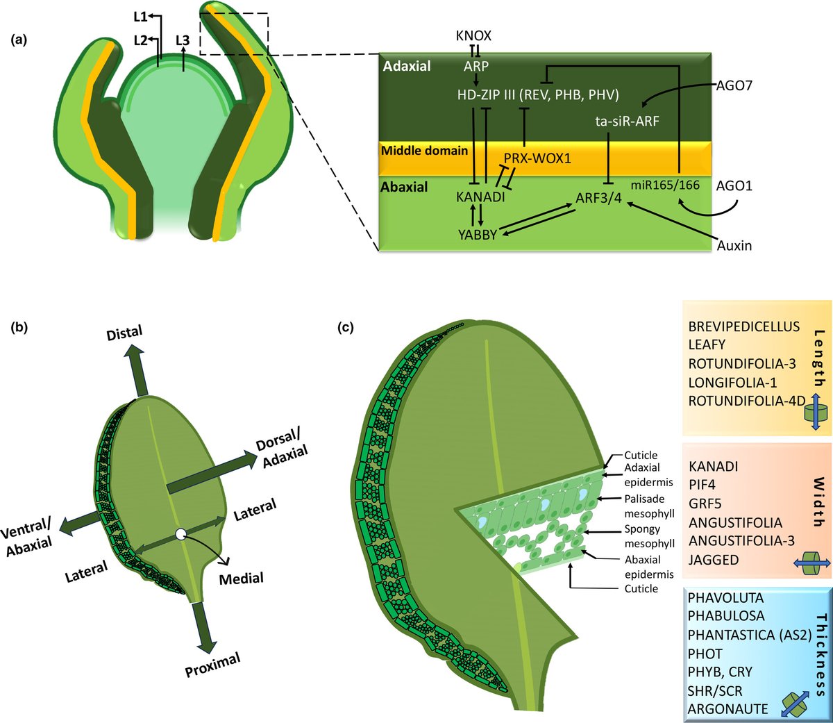 SciCommIndia 🇮🇳 (@scicomm_india) on Twitter photo 🌿Ever wonder why some leaves are thicker than others?
🔍This <a href="/NewPhyt/">New Phytologist</a> review article explores how genes, cells, & the environment work together to shape leaf thickness—a trait that helps plants photosynthesize & save water.
🔗 doi.org/10.1111/nph.20… 🌿Ever wonder why some leaves are thicker than others?
🔍This <a href="/NewPhyt/">New Phytologist</a> review article explores how genes, cells, & the environment work together to shape leaf thickness—a trait that helps plants photosynthesize & save water.
🔗 doi.org/10.1111/nph.20…