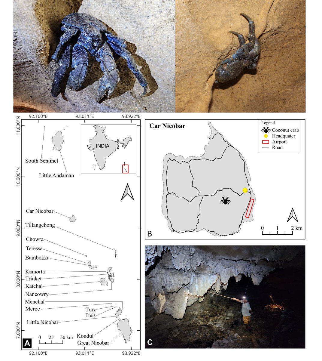 Excited to share our documentation of #Coconut_crab 🦞 from Car Nicobar Island—the first record since Hume's 1874 report and the first post-2004 tsunami! Once thought extirpated, a resilient inland population survived. Highlights the importance of surveying inland cave habitats.