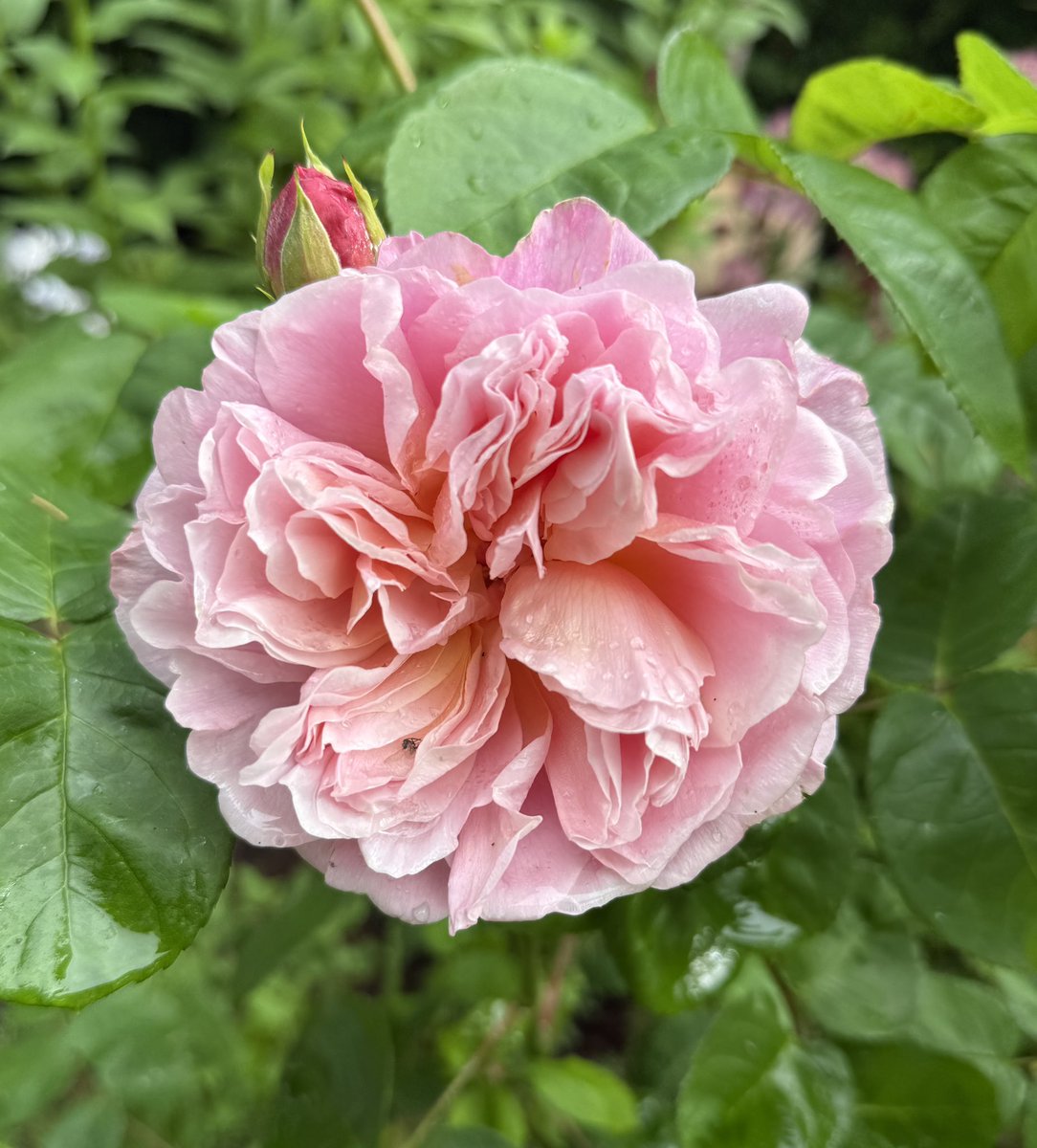 It’s coming towards peak #rose season now so there’s lots of choice in the garden. Here’s Eustacia Vye, looking pretty and pink. Happy Friday everyone, enjoy your day! 🩷🌸🥀💕 #FlowersOnFriday #FridayPink #GardeningX