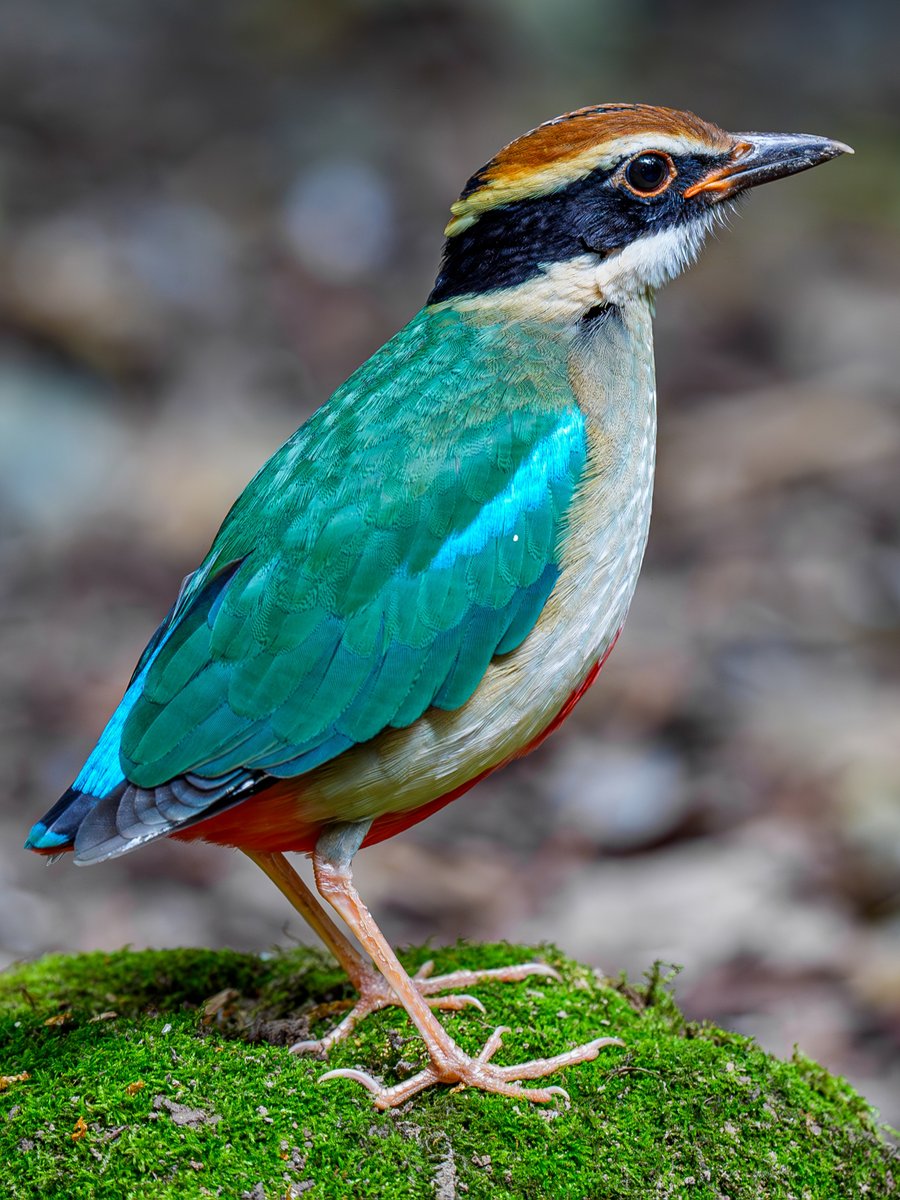 linjianyangbe's tweet photo. Fairy Pitta (仙八色鸫,Pitta nympha). 
A beautiful ground-dweller of well-shaded forests, it is under second-class state protection in #China. ❤王瑶

#birds #BirdsSeenIn2025
#Nature #Peace #Chinese https://t.co/xolVlbiDSN