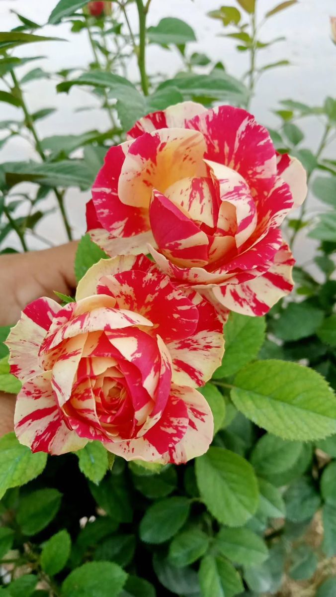 কৃত্রিম পদ্ধতিৰে উৎপাদন কৰা নতুন প্ৰকাৰৰ এপাহ গোলাপ 💕