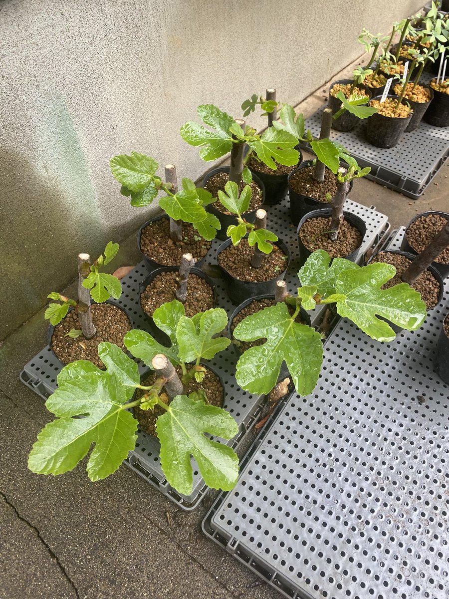 sengokcafe's tweet photo. 最近さつまいも��紅あずま20本植えました。いろいろ初めてで来年の参考にしたい。ビオレソリエスは順調だがダルマティはいまいち…釣りは2ヶ月以上行ってなくて自分でも驚いている。 https://t.co/QXt87erssC