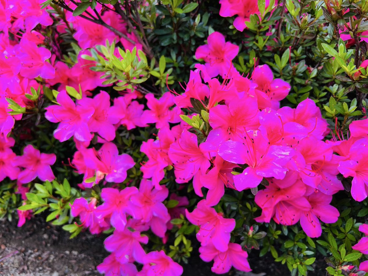 本日5月30日ごみゼロの日
店舗近くのバス停の草刈りを行いました。
地域に根差した愛されるお店をめざし頑張っていきます！

当店花壇は満開🌺です！
ご来店お待ちしております！

#オフハウス
#ハードオフ
#燕三条