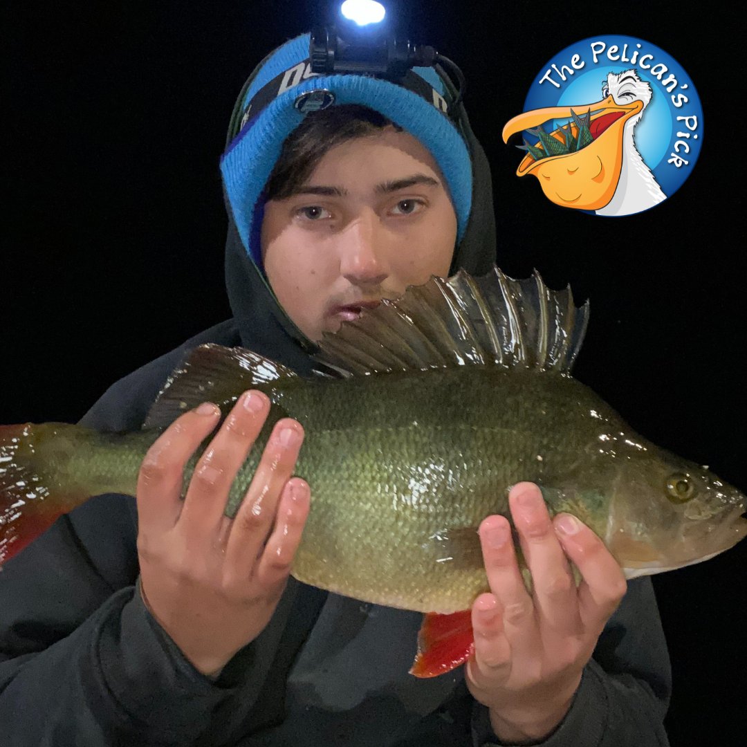 Braving the cold for an evening session at Lake Wendouree, Carson landed this impressive 44cm redfin using worms. Carson is no stranger to big reddies, with his personal best measuring a hefty 48cm.
Full report - vfa.vic.gov.au/pelicanspick