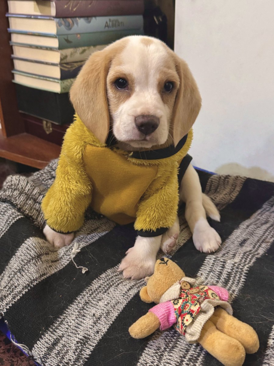 aguusmood's tweet photo. Nadie la quería pq sus hnos son tricolores y ella no. Súmenle q le agarró parvovirus y casi no la cuenta. Finalmente, una amiga me la regaló, costó decir si pq hace 6 meses se fue mi perro Oli y no quería saber más nada. Hoy vuelvo a tener uno dps de 15 años. Bienvenida Nala🩷 https://t.co/dJhrAT5j42