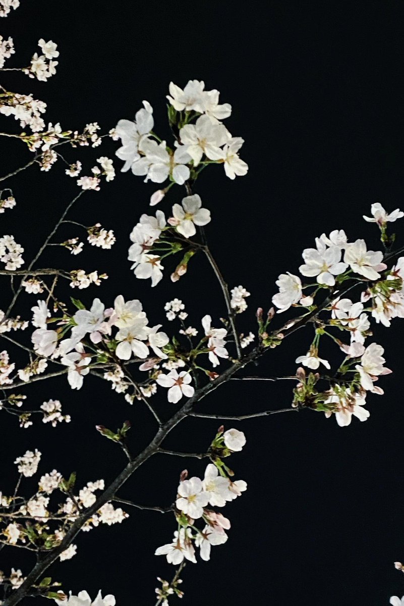 A flower s whisper in the night 🌸🌙 carries more warmth than a thousand words could speak 🌺