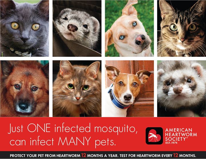 Did you know that one infected mosquito can infect many pets? Don't let your pet be one of them. #heartworm #pethealth