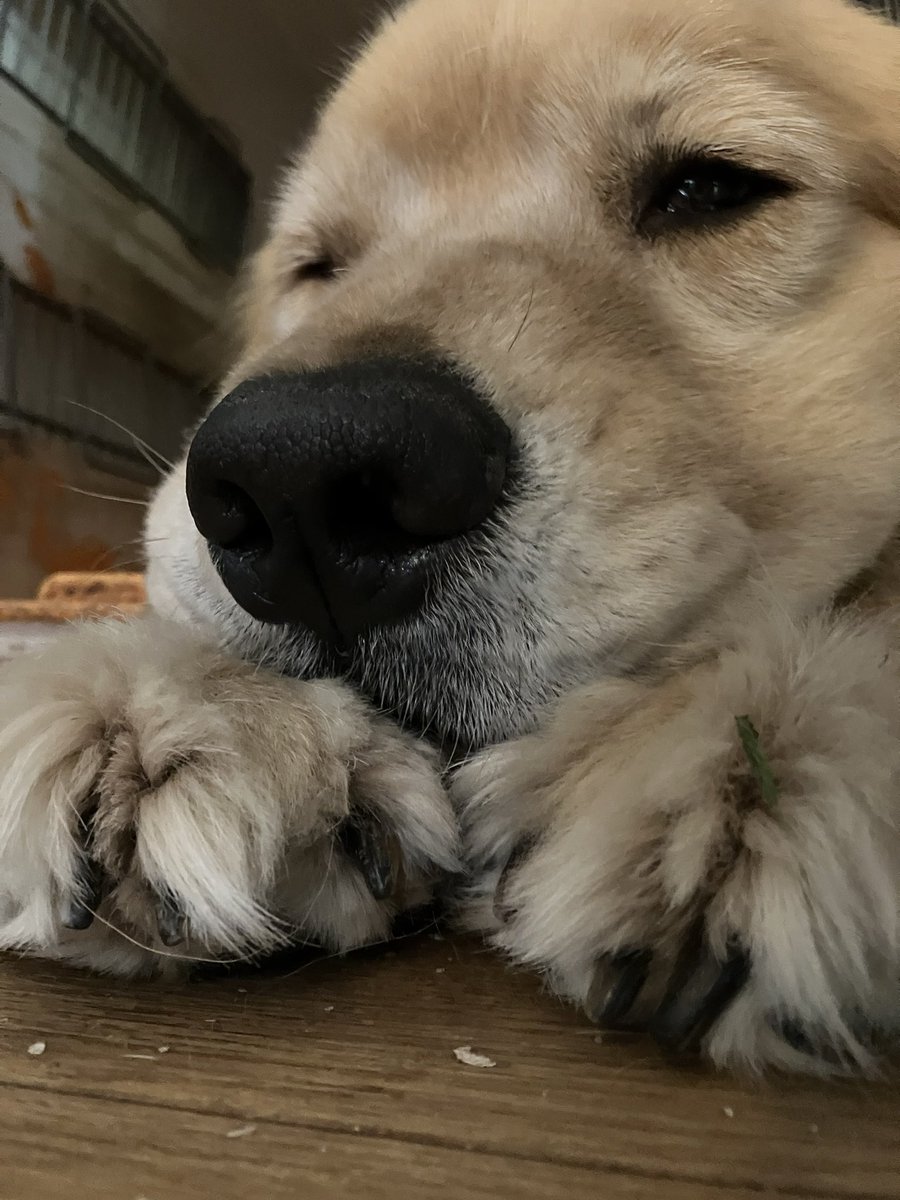 Cole_House_1's tweet photo. 休息大事🐶 https://t.co/pOiWLto4eR
