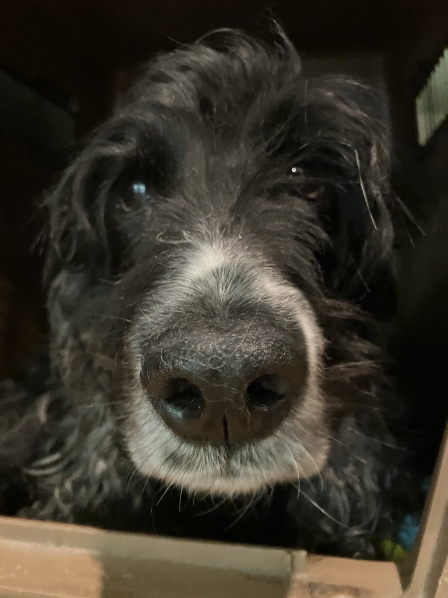 Cole_House_1's tweet photo. 休息大事🐶 https://t.co/pOiWLto4eR