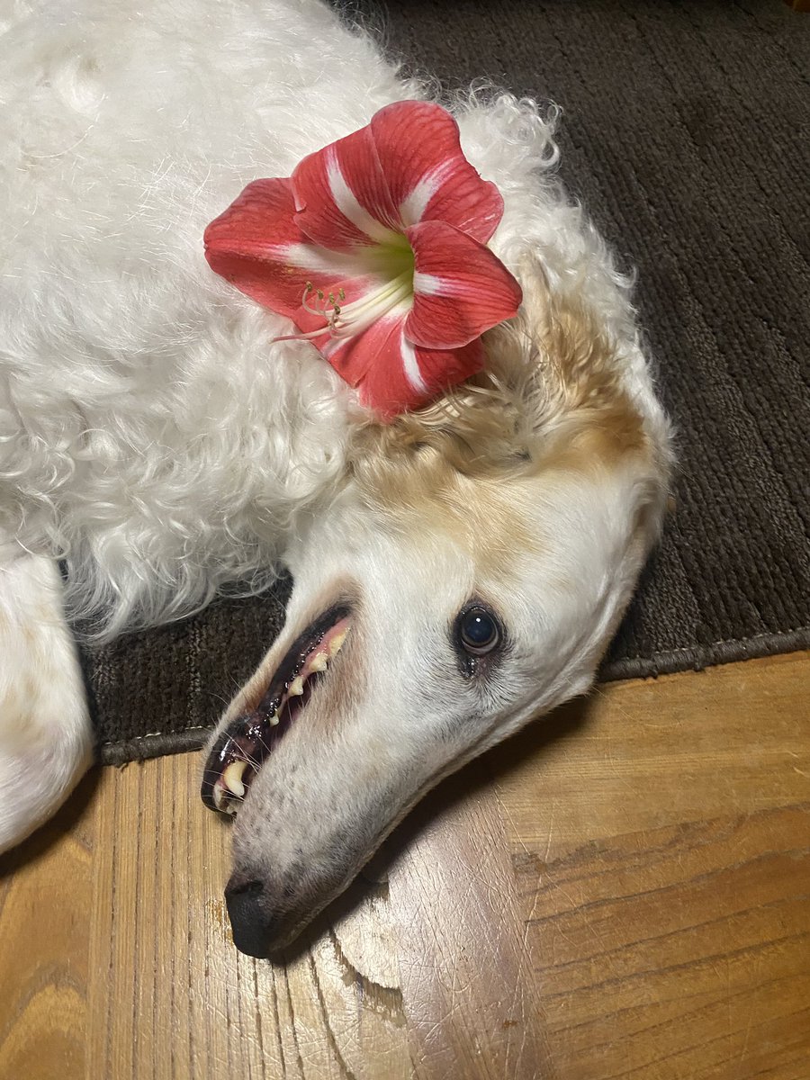 がんぼるぞい®︎ 💪🐶✨borzoi ボルゾイ tweet media