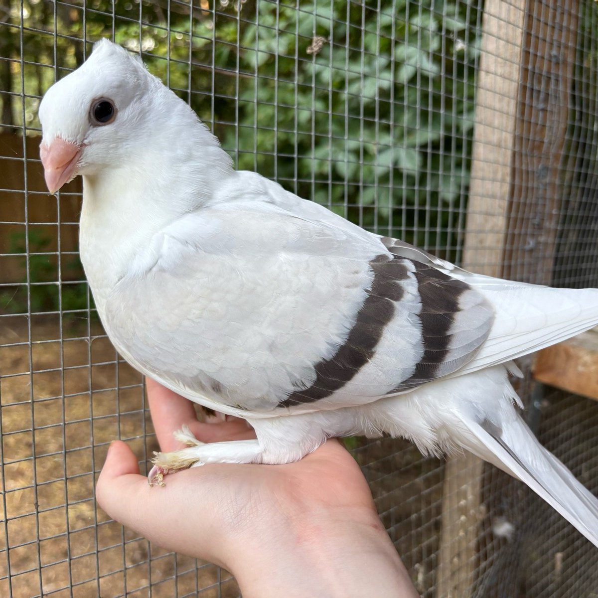 worm grew bigand strong