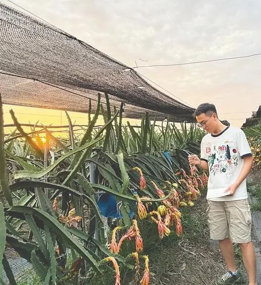 DiscoverLedong's tweet photo. ✨✨Making dreams come true in #Ledong!
👨🎓Meet Duan Yaowei, a master’s #student at #Hainan University and the "Student Director" of the #LedongDragonFruit Science and Technology Courtyard.
🙌 Here, he and his classmates use their professional knowledge to help farmers practice scientific farming and even invent a patented yellow pitaya-picking device inspired by his observations in the field! 🥳🥳
#NationalScienceandTechnologyWorkersDay #AgriculturalHeroes #SustainableAgriculture #TropicalInnovation #ampleledong