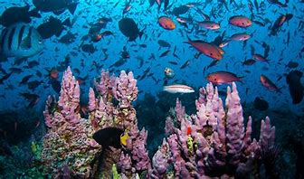 #Cuba serves as a hub of essential biodiversity that  surrounding marine ecosystems and migratory species rely on  to survive.