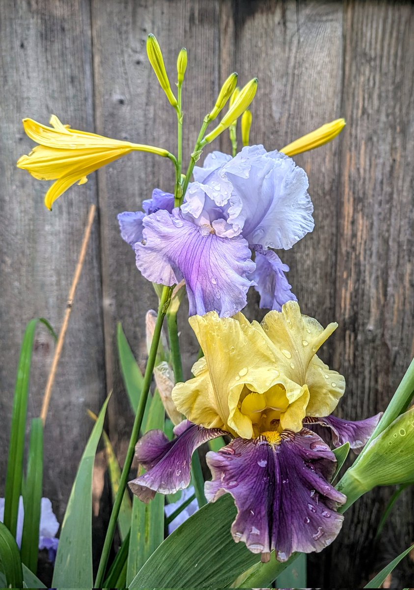 identitykrysis's tweet image. I have 4 days off. Please enjoy some flowers with me to celebrate. 💜💛💙🌿 #TimelineCleanse #GardeningTwitter