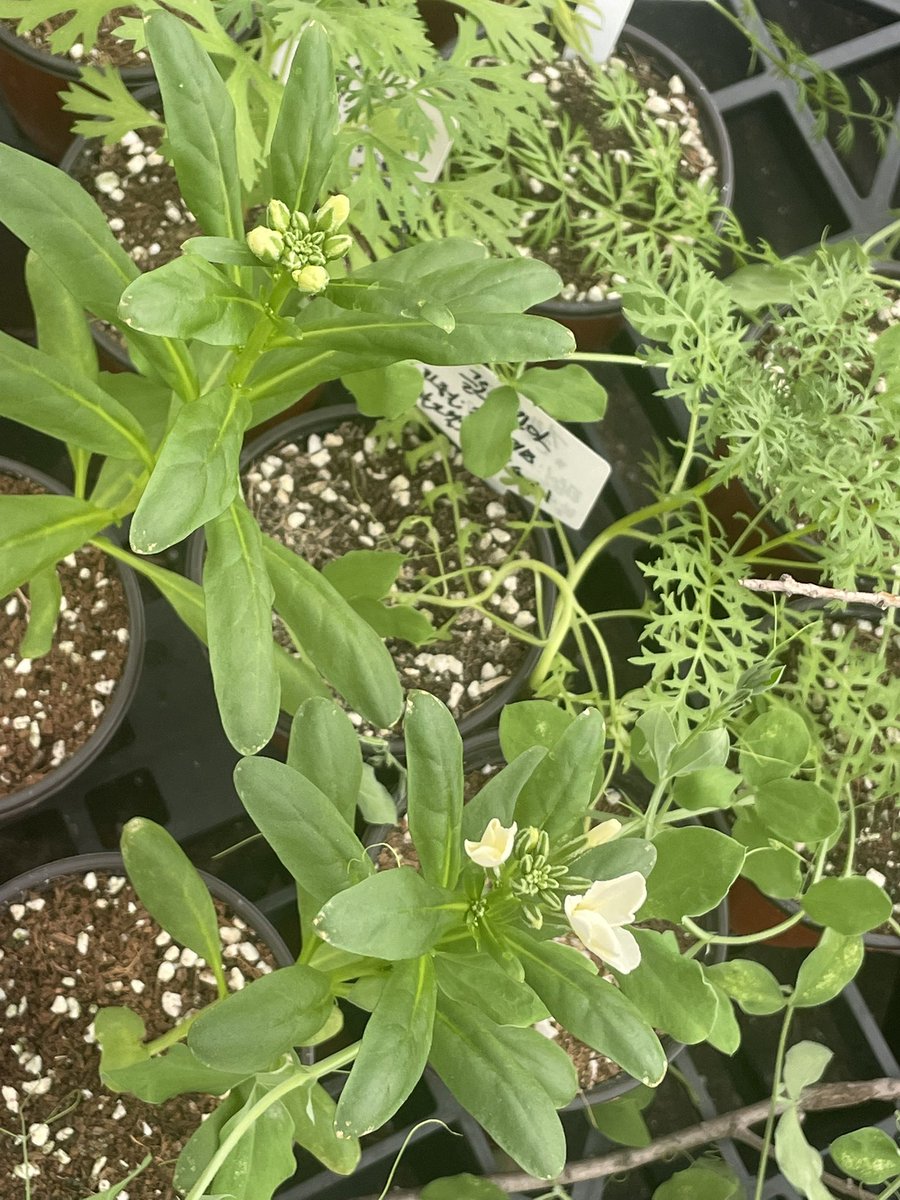 알스트로메리아 스토크도 꽃 피려고 함 굿〰️〰️