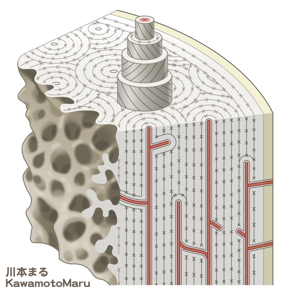 骨組織のイラストです(2024年)