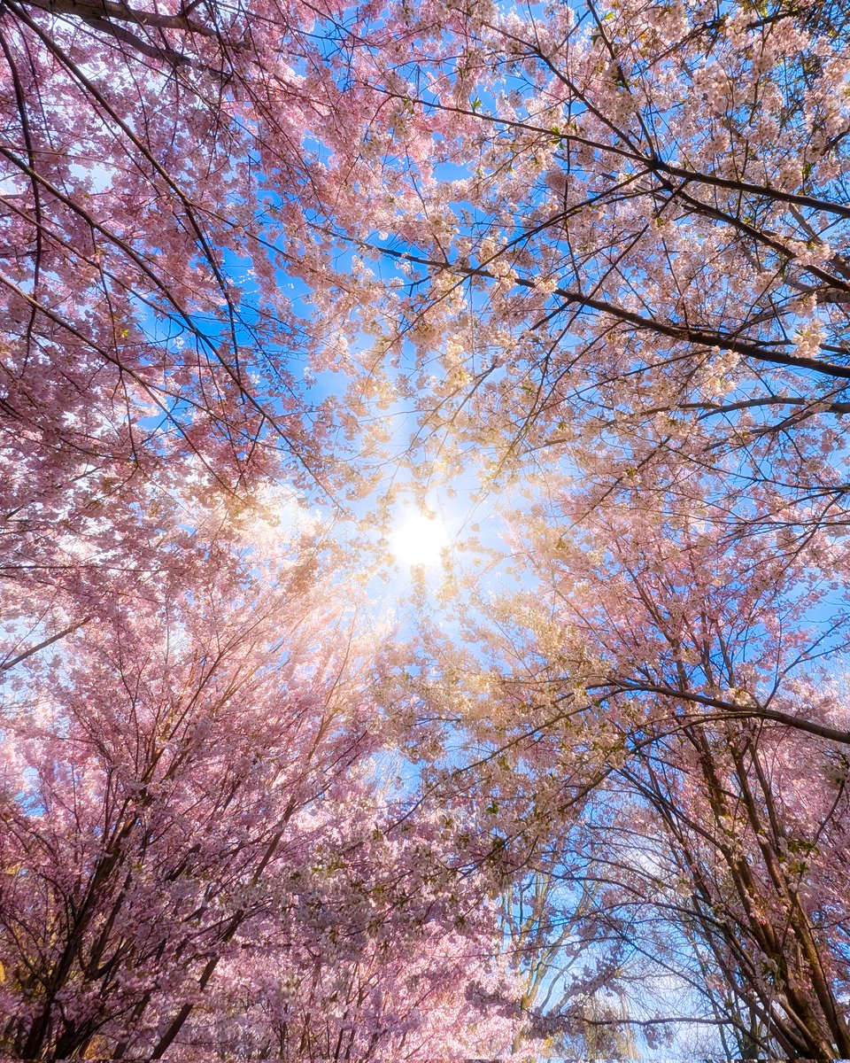 saurabharora's tweet image. Cherry Blossom 🌸