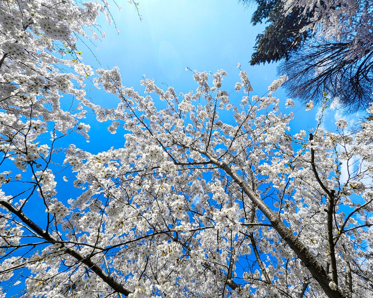 saurabharora's tweet image. Cherry Blossom 🌸