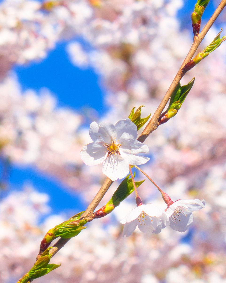 saurabharora's tweet image. Cherry Blossom 🌸