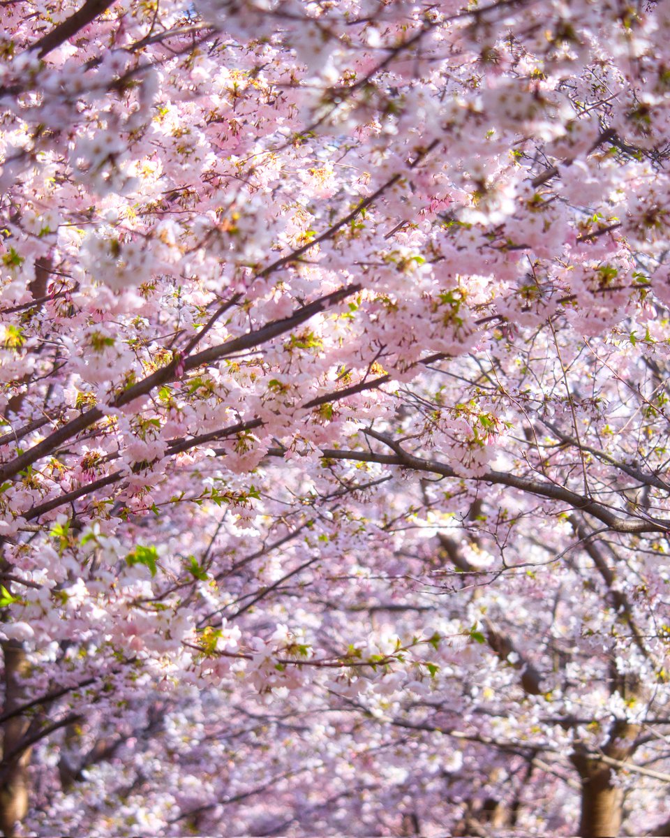 saurabharora's tweet image. Cherry Blossom 🌸