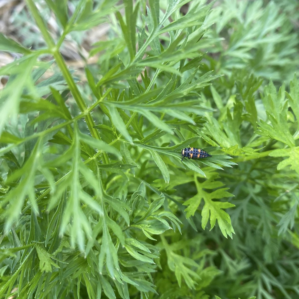 RachelVCott's tweet image. Spotted in the carrot patch this evening.
Name that insect! 👀
@KStateCropsTeam