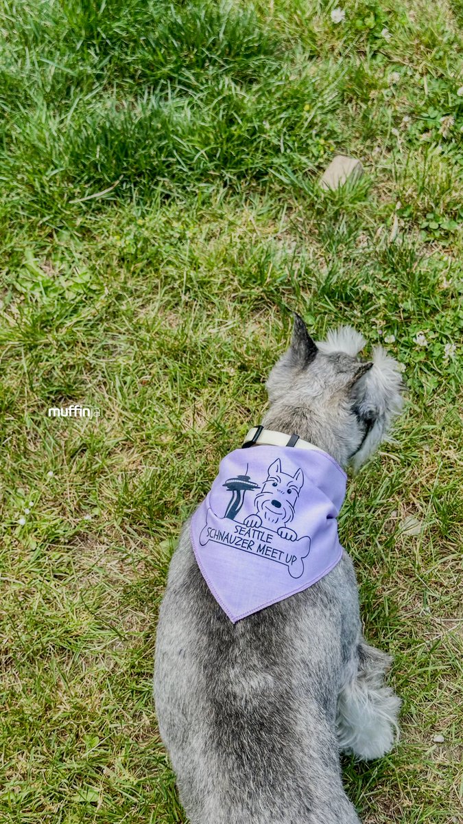 muffinjai's tweet photo. #ThrowbackThursday โช Taking you all the way back to the morning of June 23rd, 2024 (was that really almost a year ago?!), when history was made! ๐ฐ๏ธ This was the FIRST EVER #SeattleSchnauzerMeetup in #Bellevue, right at #RobinswoodCommunityPark. ๐บ๐ธ
#TBT #SeattleSchnauzer https://t.co/zjMwsGi4rR