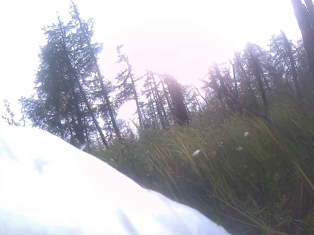 ハクチョウたちは繁殖地に到着している頃だと思います。ロシア北部でオオハクチョウ・ナツキ（6C07）が2024年7月4日に見たタイガの植物の一例。白いのは日本でもおなじみのワタスゲです。#SwanEyes