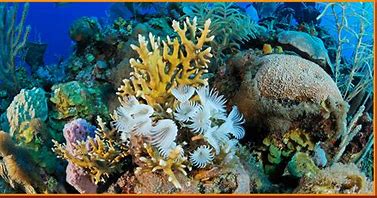 Cuba's network of more than 250 natural reserves on both land and sea,representing 20% of its territory. Cuban authorities have developed a range of policies and programs that demonstrate a long-term commitment to conserving the island's resources for the benefit of Cuban people.