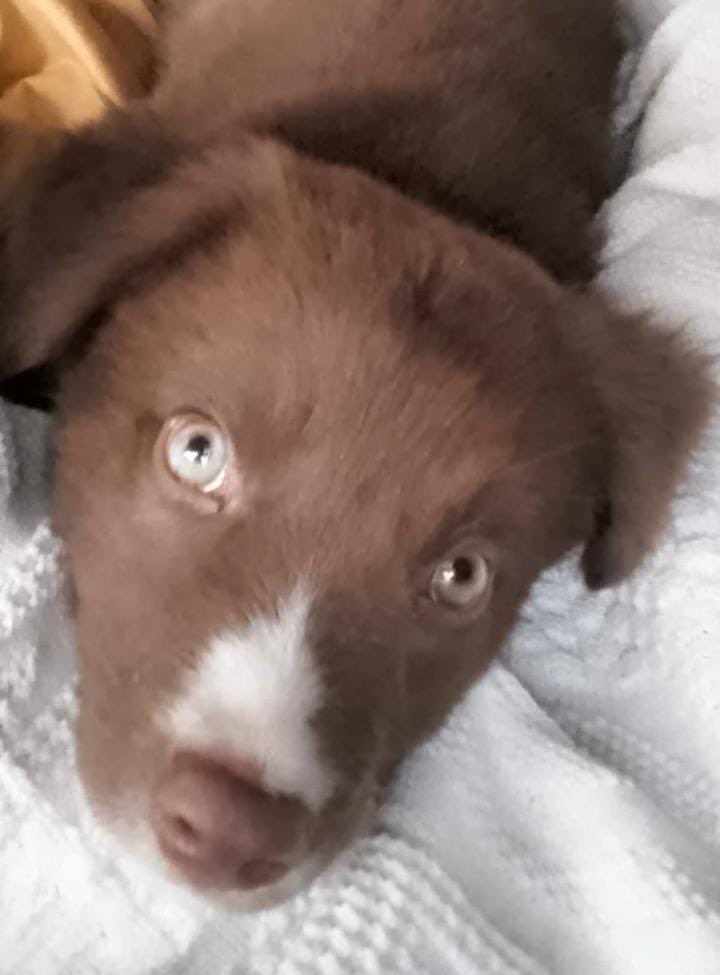 En adopción 
Macho de 3 meses y medio 
De nombre champiñón 
Con vacunas 
 antirrábica 
Desparasitación 
Le falta la puppy 
Cruza de Husky con criollo
Información 
Comunicarse con Mónica De León 
Al 5514992411